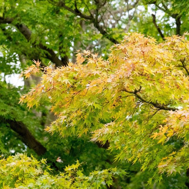 .
明日から、11月ですね。

ホテルオークラ神戸の日本庭園も、秋の気配が感じられます。

「もみじ」がほのかに紅く染まってきました。

「小紫式部」も綺麗な実をつけています。

当館にお越しの際は、秋の日本庭園をお楽しみください。

November will begin tomorrow. 

We can feel the signs of autumn in the Japanese garden at Hotel Okura Kobe.
The maple trees are turning slightly red.
The “Japanese beautyberry” is also producing pretty berries.

When you visit our hotel,Please enjoy the Japanese garden in autumn.

#ホテルオークラ神戸#hotelokurakobe#ホテル関西#関西ホテル#ホテル神戸#神戸ホテル#神戸観光#神戸旅行#ホカンス#ラグジュアリーホテル#小紫式部#maple#berry#JapaneseGarden#11月#日本庭園#もみじ#紅葉#okurahotels#oneharmony @okura_hotels